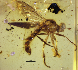 Illustration for article titled This Exquisitely-Preserved 100 Million-Year-Old Fly Is Just Ridiculous